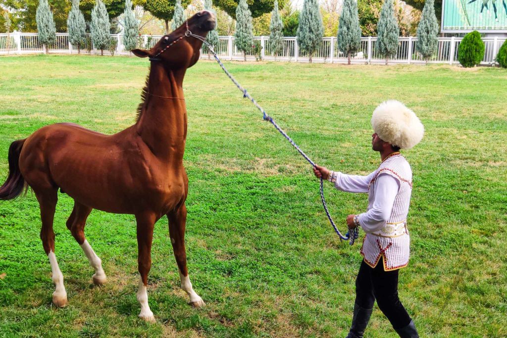 ahal teke horse breed, Turkmenistan