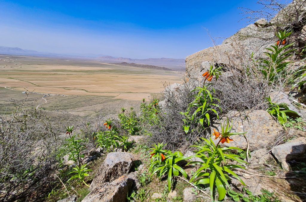 Aigul flower in the Aigul Too mountain in Batken