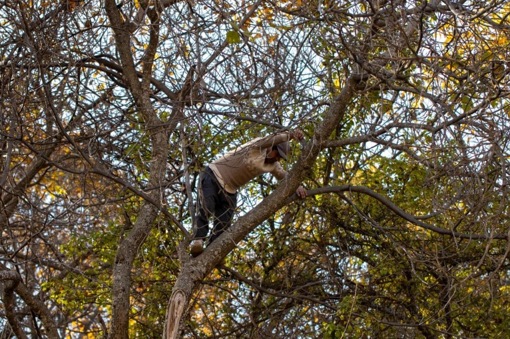 Local man dropping the walnuts from a tree in Arslanbob