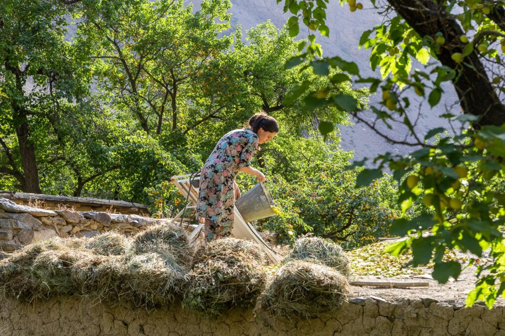 Pamiri girl pouring apples and apricots on top of the house for drying
