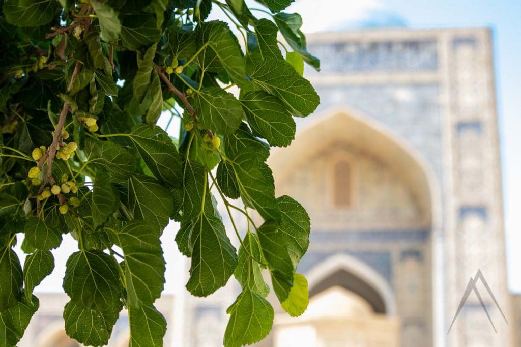 Mulberry tree inside a courtyard of a madrasa in Bukhara