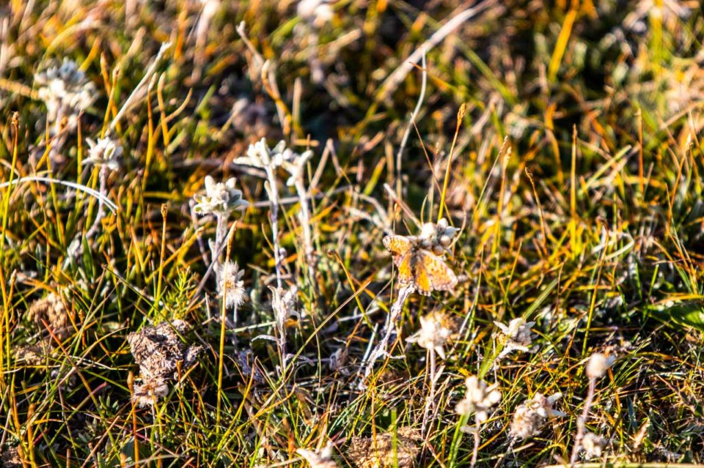 Edelweiss flower in Son Kul, Kyrgyzstan