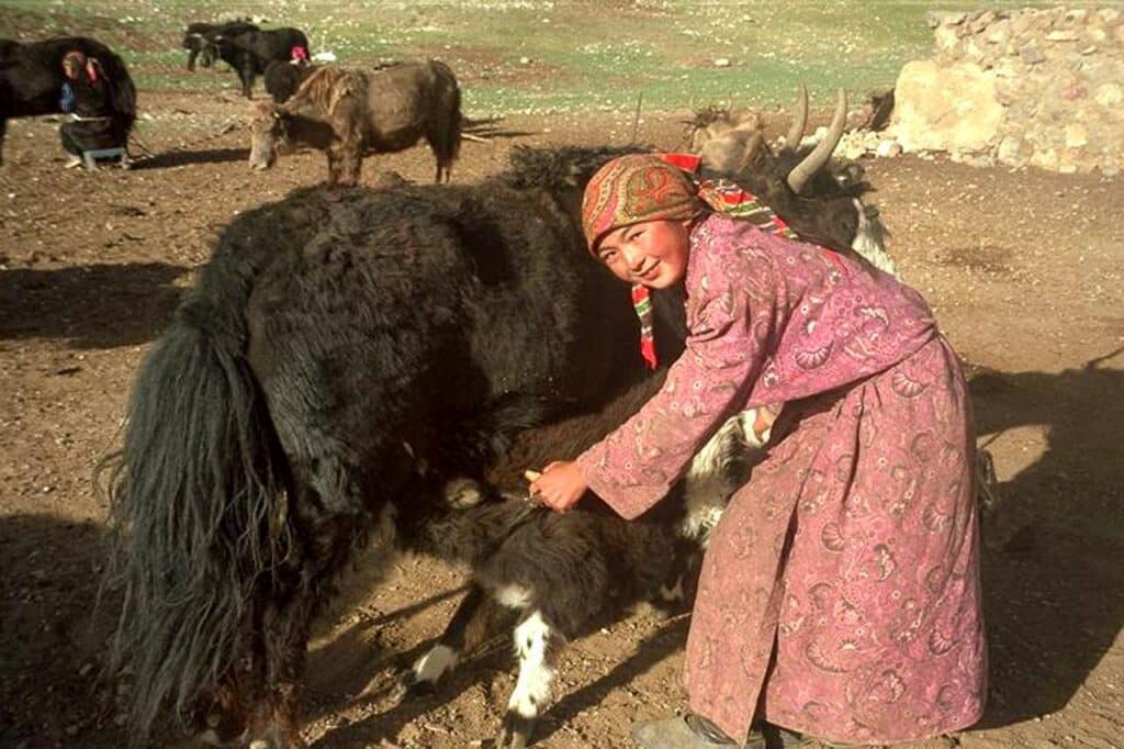 Kyrgyz girl milking Yak in Pamir