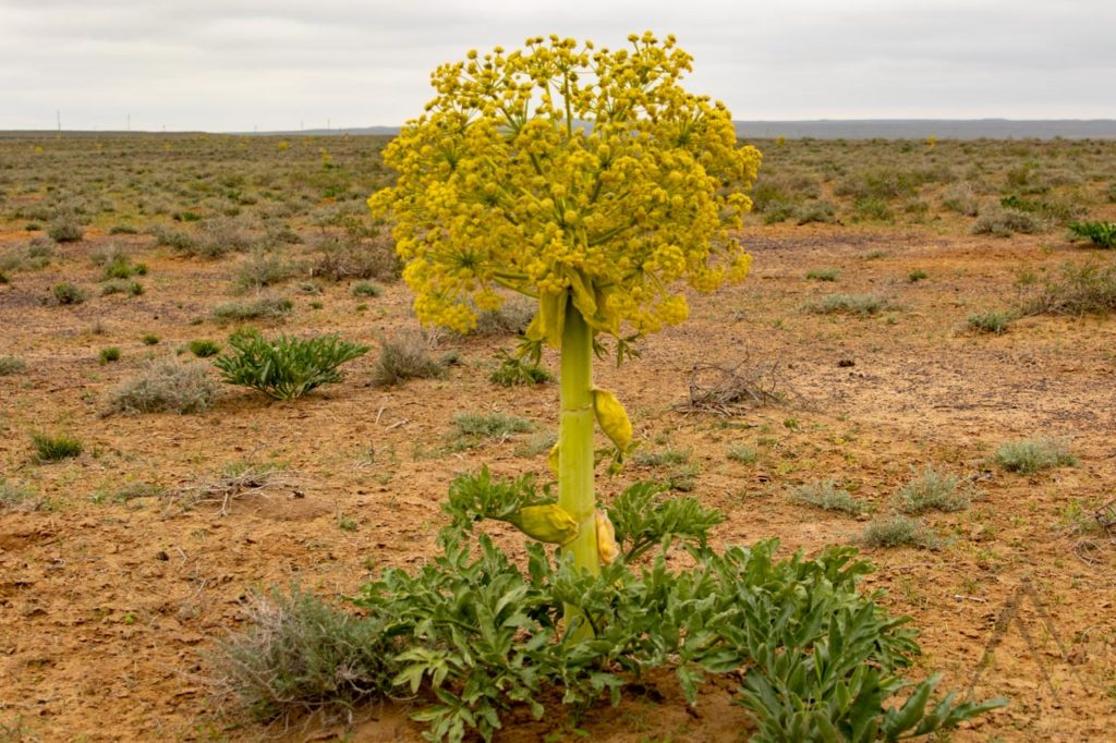 Large desert flower in Kyzyl Kum desert in Uzbekistan