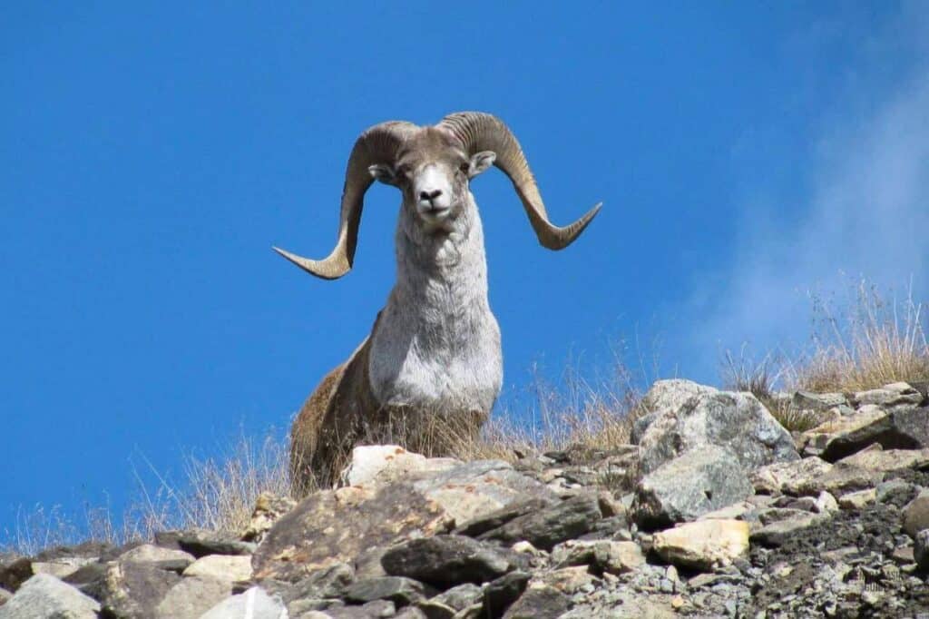 Mountain goat ibex in Pamir