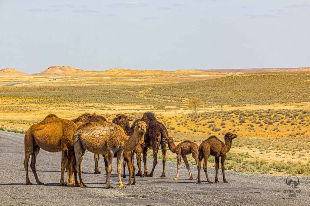 Silk road tour to Karakum desert