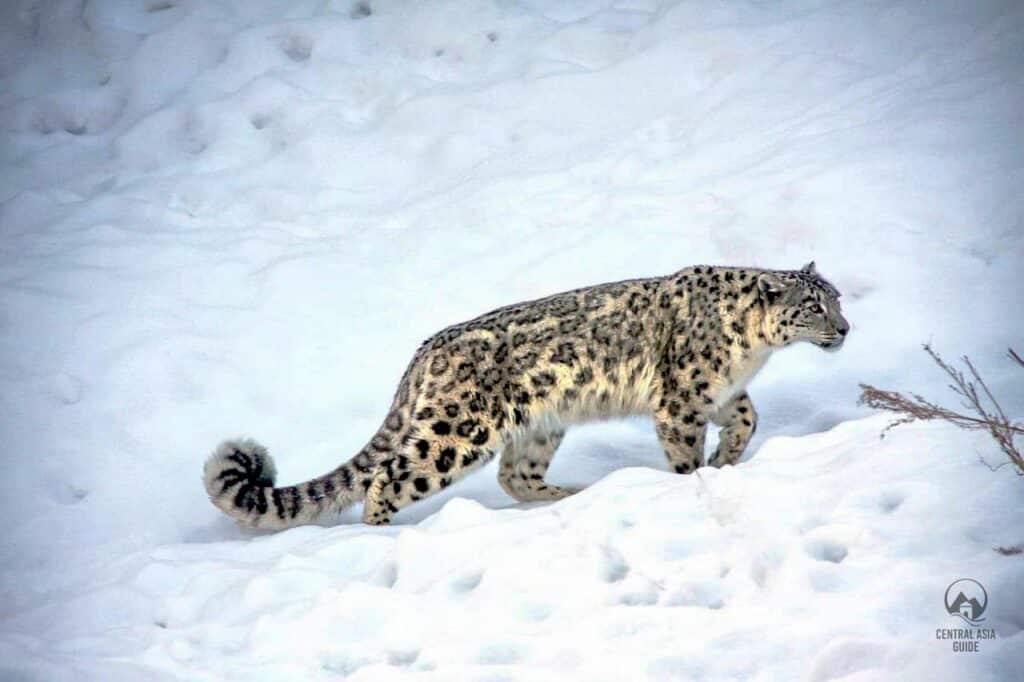 Snow leopard walking in snow in Pamir