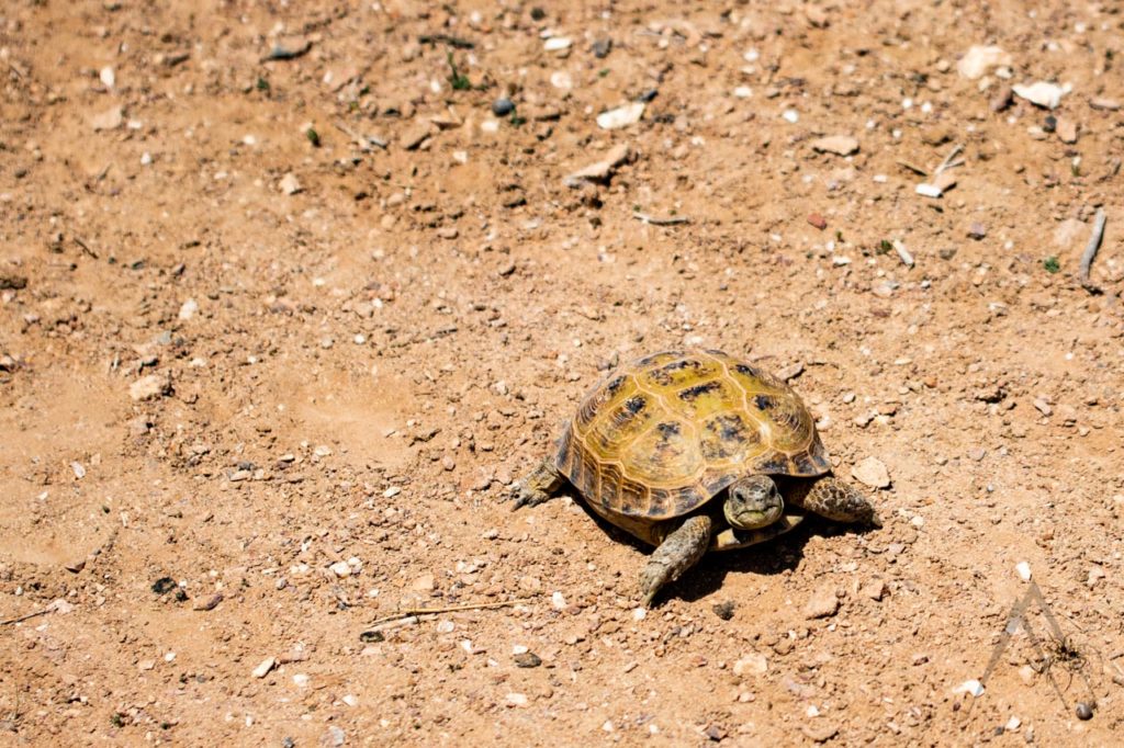 Tortoise in the Kyzyl Kum desert of Uzbekistan