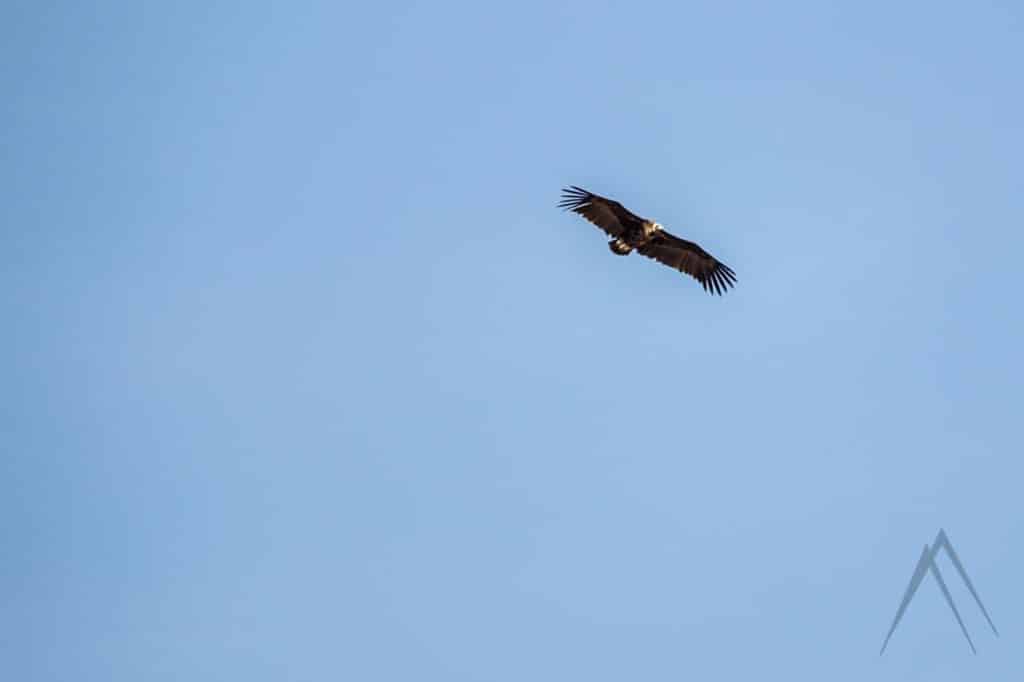 Vulture flying in Uzbekistan, near Tien Shan mountains